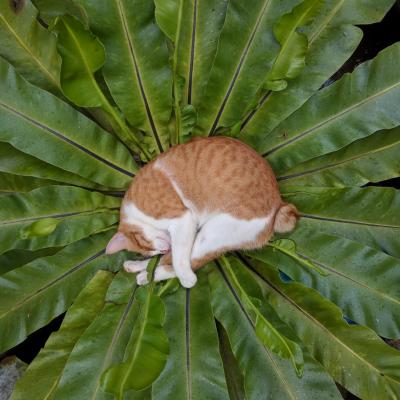 Catsleeping
