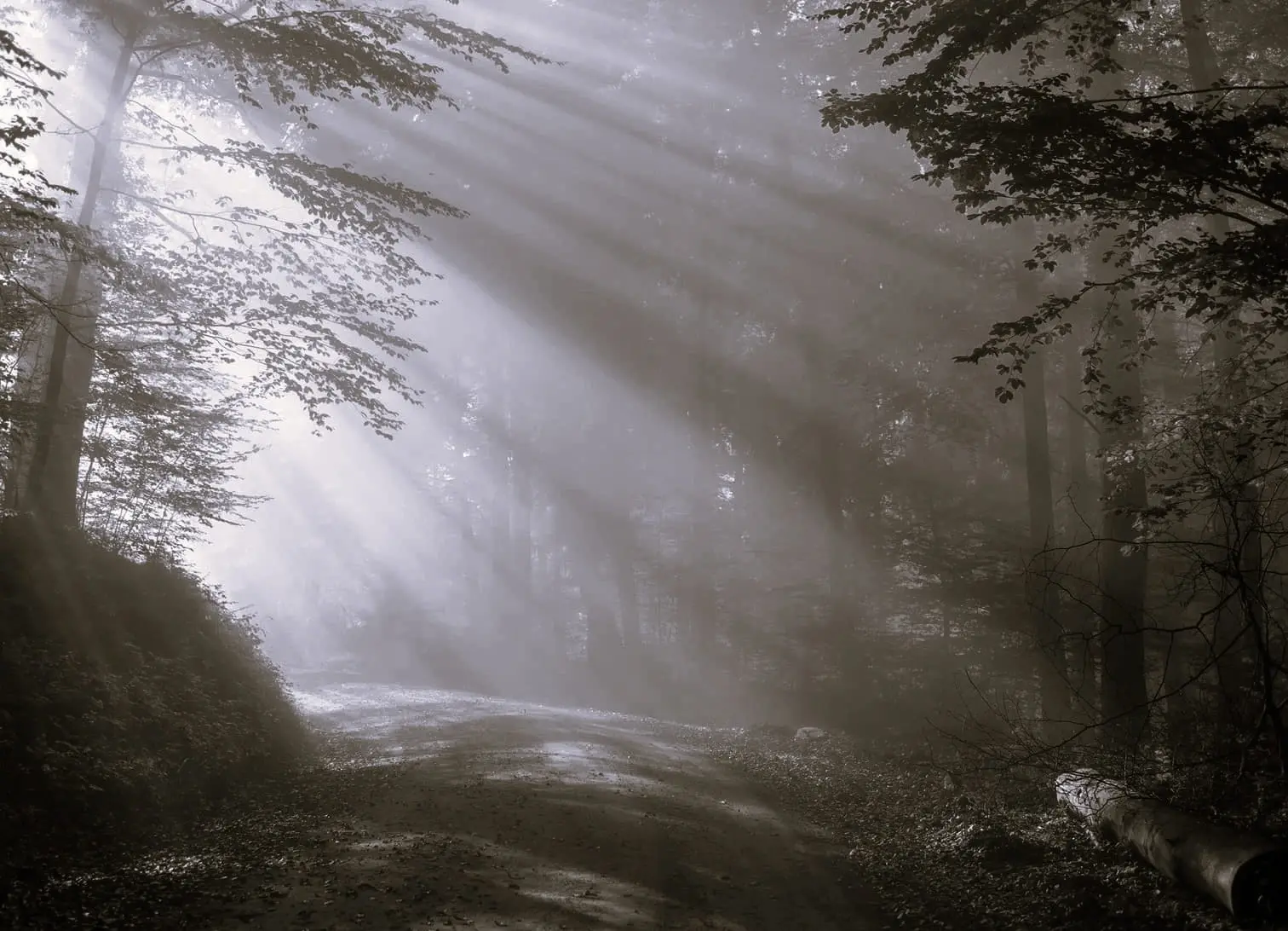 Chemin vers la lumière symbolisant le processus de deuil